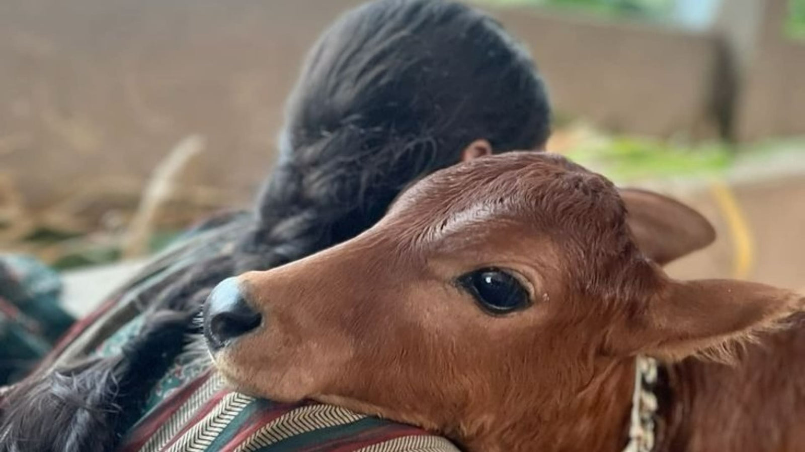 Gau Seva