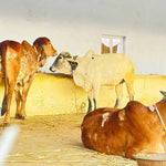 Gau Seva