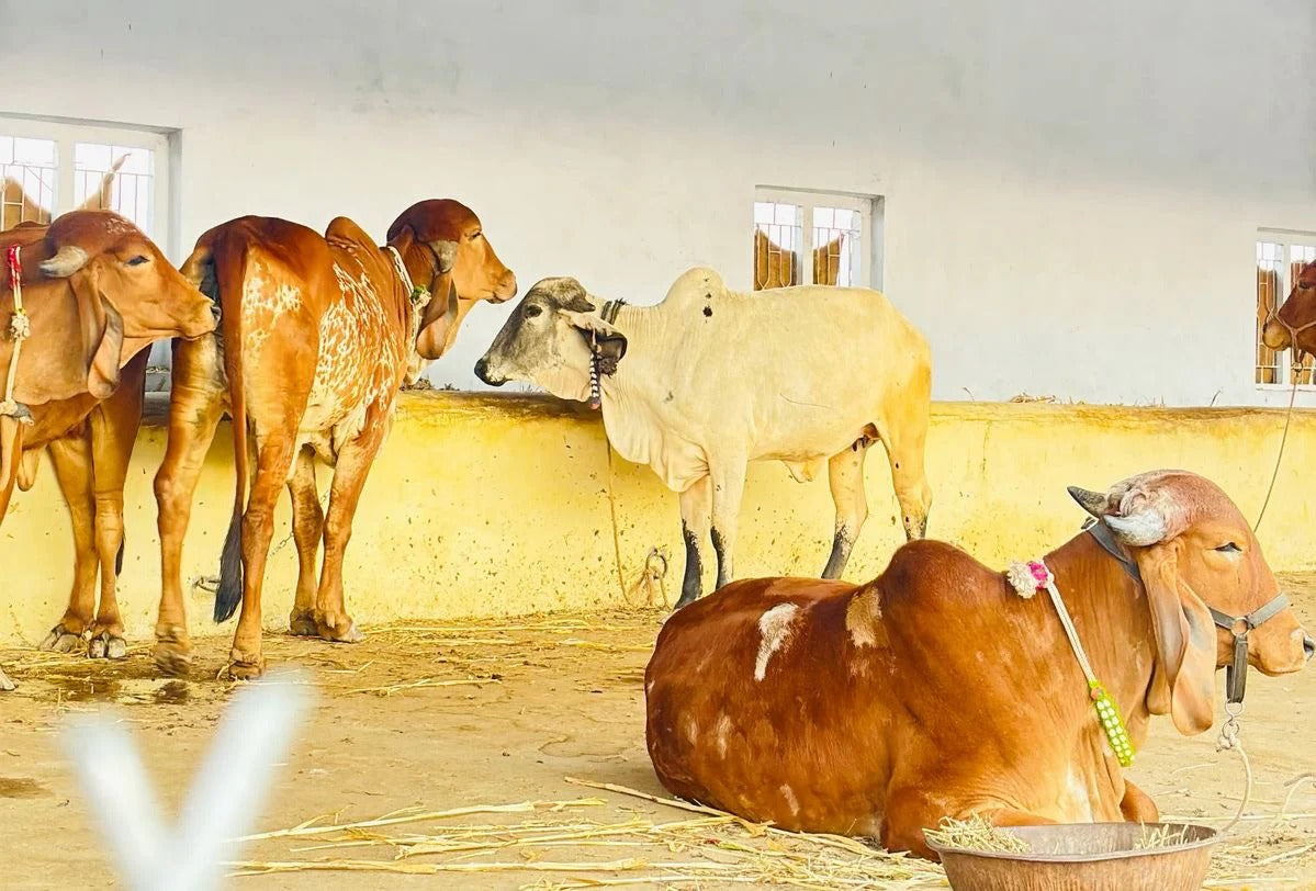 Gau Seva